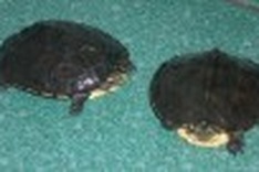 Rare turtle hunted to brink of extinction