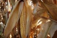 Surging food prices fuel ethanol critics