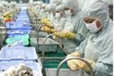 Tiger prawn processors lack raw catch