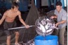 Tra fish exports to top USD1.8 billion