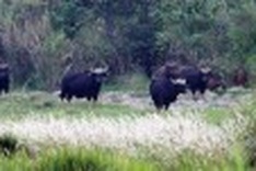 Hydropower projects in national park endanger rare animals