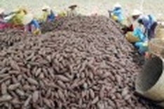Sweet potato growers wooed by Chinese traders