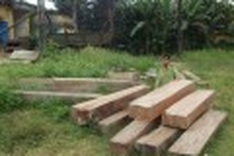 Blatant illegal logging continues in protected forests