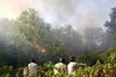 Forest fires destroy 60ha in central region