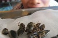 Natural tonics for virility hunted