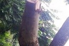 Ethnic group protects rare timber resources