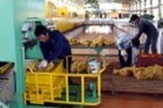 China probe policy slows rubber exports