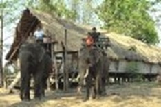Nation's elephants under threat