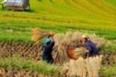 Vietnamese reporter honored at international photo festival