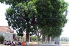 Road work puts historical trees in danger