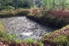 Urgent investigation into latex plant’s environmental violations