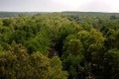 Vietnam's forests hold poverty solution