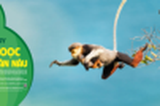 Danang calls for endangered langur protection