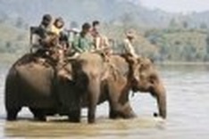 Tame elephants face extinction