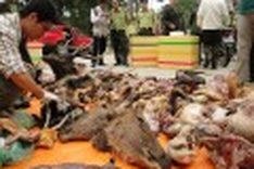 WCS taking charge in fight against wildlife consumption