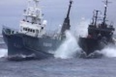 Japan to hold whale hunts despite activist threats
