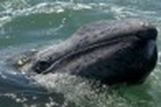 Whales closer to us than thought, say scientists