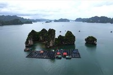 Quang Ninh proposes fish farming in the Ha Long Bay buffer zone