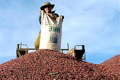 Vietnam’s coffee exports exceed 5 billion USD in 2023-2024 crop year