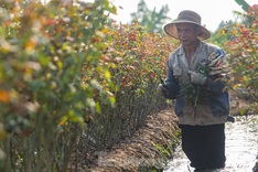 Hanoi's flower hub falls silent ahead of Vietnamese Women's Day