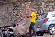 Man cuts cherry blossom branches and transports them away by car in Dalat