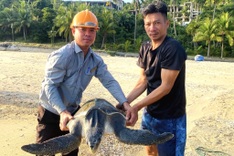 Rare 27kg turtle rescued after getting caught in fishing net