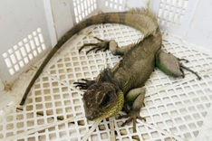 Rare lizard handed over to police in Tay Ninh Province