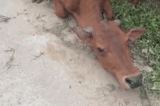 Mother cow kneels when being led away, touching hearts online