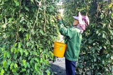 Vietnamese exporters pivot to home market as European routes face delays