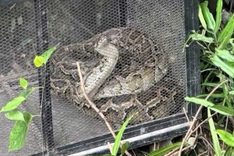 3.5m python found in Danang residential area released