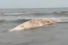 10 metre whale carcass washes ashore in Nghe An Province