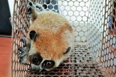 Rare slow loris found and released in Lam Dong