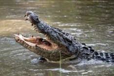 Crocodile spotted in canal prompts warning in Tay Ninh