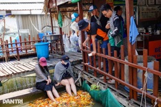 Tourists enjoy koi fish massage on Mekong islet