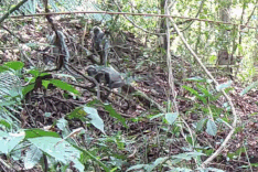 Rare silvered langurs return to Quang Ngai park