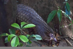 Nine rescued pangolins released into Hue forest