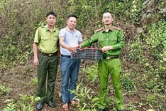 Rare pygmy slow loris found inside home in Nghe An