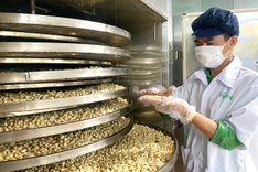Vietnam cuts cashew export target despite strong first quarter