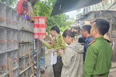 Police seize nearly 1,000 wild birds from Haiphong shops
