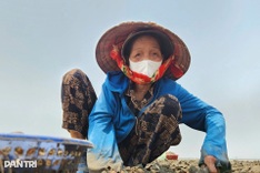 Clam harvesters brave tides for a living in Nghe An