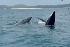 Dak Lak warns against close range whale chasing for photos