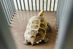 Rare endangered turtles found and rescued in Nghe An
