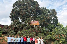 Century-old lychee tree in Bac Ninh yields 800kg of fruit