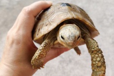 Injured golden mountain turtle crawls into resident's yard