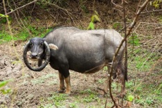 Unique buffalo with curled horns draws visitors to Yok Don