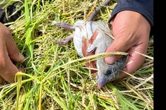 Mekong Delta enters peak season for field rat hunting