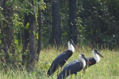 Rare woolly-necked storks spotted at Yok Don National Park