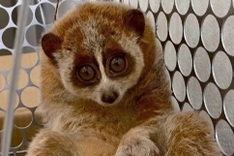 Woman charged with transporting rare wildlife in Lao Cai