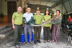 Rare python found on Ha Tinh field