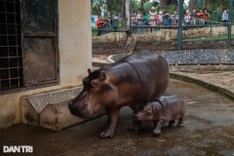 First hippo born at Hanoi zoo weighs nearly 100 kilos